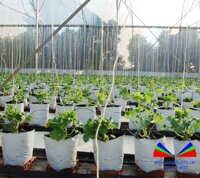 TÚI PE (TÚI BẦU,TÚI ƯƠM CÂY, TÚI TRỒNG DƯA)