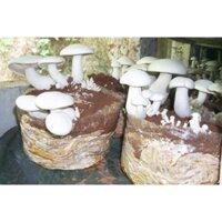 túi phôi nấm hoàng đế 5 túi-150k