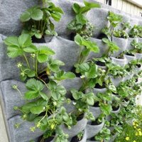 Túi vải trồng cây tiện ích 20 ngăn thẳng đứng treo tường