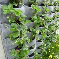Túi vải trồng cây