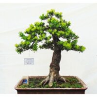 Tùng Kim Cương ( cây con hàng đẹp )
