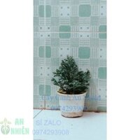 Tùng Tuyết Hàng Đẹp