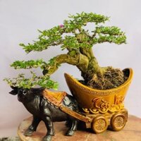 Tượng bonsai Trâu kéo vàng
