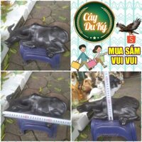 Tượng trâu nằm ăn cỏ gốm sứ Bát Tràng - 25x12x12 cm làm mô hình trang trí tiểu cảnh, trang trí tết