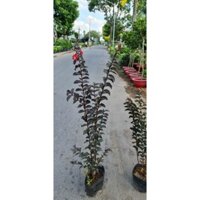 Tường vi huyết long