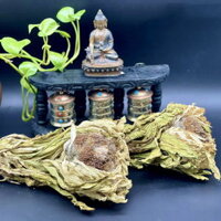 Tuyết Liên Hoa – Thảo dược quý hiếm Tây Tạng