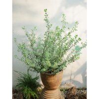 Tuyết Sơn Phi Hồ  | Leucophyllum Frutescens (hỏa tốc)