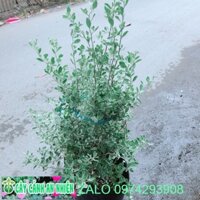 Tuyết Sơn Phi Hồng Bụi Lớn