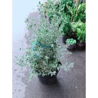 Tuyết Sơn Phi Hồng Bụi Lớn