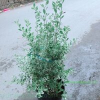 Tuyết Sơn Phi Hồng Bụi Lớn