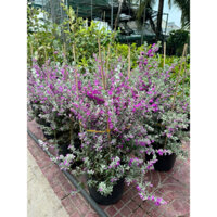 Tuyết sơn phi hồng cây lớn ( cao 1m-1m2)