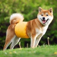 [Tỷ lệ mua lại 45%] Tã giấy cho chó cưng có thể giặt được cho thú cưng Vật lý quấy rối Quần lót thấm nước cho chó Quần lót có thể tái sử dụng