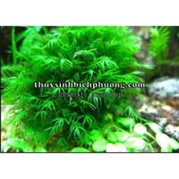 US FISS - PHOENIX MOSS - RÊU HIẾM THUỶ SINH