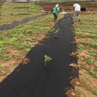 Vải không dệt phủ gốc chống cỏ giữ ẩm VKD-60G, Màng trải diệt cỏ dại, Vải bạt chống cỏ
