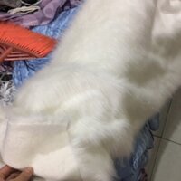 Vải lông trắng dài