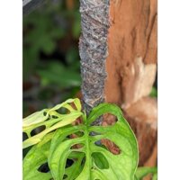 Vải nỉ làm trụ tường trồng cây