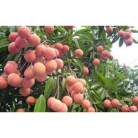 Vải sấy lục ngạn Bắc Giang