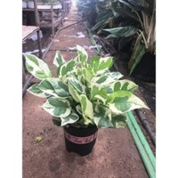 Vạn Niên Thanh( Trầu Bà)- Tiệm Cây Mầm Non