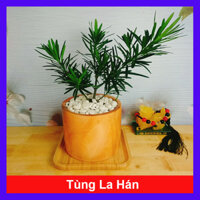 Vạn Niên Tùng - Cây Tùng La Hán