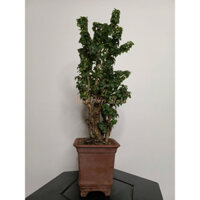 Vân Sam Núi Bonsai - Tụ Lộc - Cây Phong Thuỷ