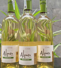 Vang trắng Chile Alpaca Sauvignon Blanc 12% vol chai 750ml