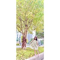 Váy đầm cotton thô hoa nhí xanh cánh tiên phong cách Hàn Quốc