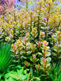 Vảy ốc ấn độ