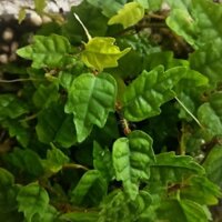 Vảy ốc lá phong - Ficus pumila quercifolia -  set bình terrarium, gắn lũa, đá hồ bán cạn