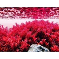 Vảy ốc siêu đỏ (colorata rotala)