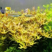 Vảy ốc vàng bò