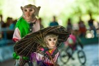 Vé Đảo Khỉ - Đảo Hoa Lan - Tour vịnh Nha Phu