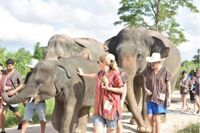 Vé Tham quan Khu Bảo Tồn Voi Rừng Pattaya