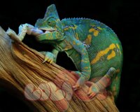 veiled chameleon – tắc kè hoa đổi màu