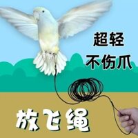 Vẹt Chim Được Sử Dụng Để Bay Và Kéo Để Mở Rộng Vỏ Hổ, Hoa Mẫu Đơn, Phượng Hoàng Đen, Sư Mặt Trời Nhỏ Đi Bộ Chim Mới