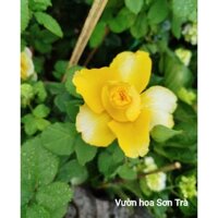 (VHS giao trong ngày) CÂY HỒNG BỤI HOA VÀNG.