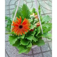 (VHST giao TP.HCM trong ngày) CÂY HOA ĐỒNG TIỀN LÙN, hoa cam.