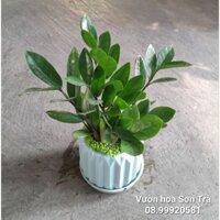 (VHST giao TP.HCM trong ngày) CÂY KIM TIỀN có chậu để bàn.