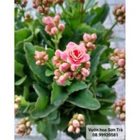 (VHST giao TP.HCM trong ngày) CÂY HOA SỐNG ĐỜI màu hoa cam, đang hoa.