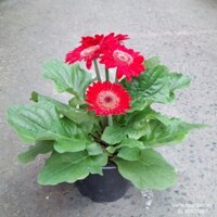 (VHST giao TP.HCM trong ngày) CÂY HOA ĐỒNG TIỀN LÙN màu đỏ.