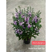 (VHST giao trong ngày) CÂY HOA PHI YẾN tím, đang hoa.