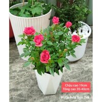 (VHST giao trong ngày) CÂY HOA HỒNG TỶ MUỘI THƠM HÀ LAN.