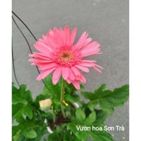 (VHST giao trong ngày) CÂY HOA ĐỒNG TIỀN cao.