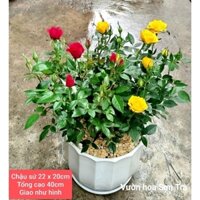 (VHST giao trong ngày) CÂY HOA HỒNG TỶ MUỘI HÀ LAN chậu sứ.