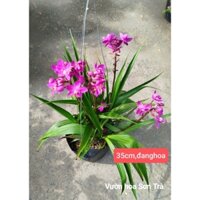 (VHST giao trong ngày) CÂY HOA ĐỊA LAN tím.