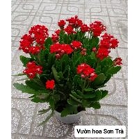 (VHST giao trong ngày) CÂY HOA SỐNG ĐỜI hoa đỏ