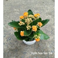 (VHST giao trong ngày) CÂY HOA SỐNG ĐỜI cam kép, size nhỏ.