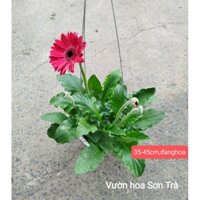 (VHST giao trong ngày) CÂY HOA ĐỒNG TIỀN cao, màu hồng đậm.