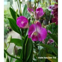 (VHST giao trong ngày) CÂY HOA LAN DENDRO đang hoa.
