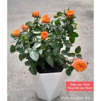 (VHST giao trong ngày) CÂY HOA HỒNG TỶ MUỘI HÀ LAN.