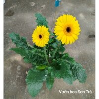 (VHST giao trong ngày) CÂY HOA ĐỒNG TIỀN cao, hoa vàng.